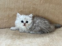 Eşsiz Güzellikte Chinchilla Silver Yavrum