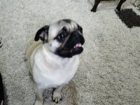 Acil sahiplendirilecek pug