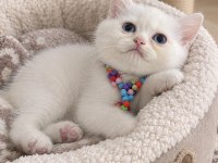 British Shorthair Beyaz Yavru