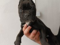 Cane Corso Yavrularımız ırk garantilidir