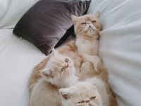 Dişi exotic shorthair