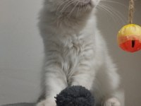 Silver Point British Longhair Bebek Yeni Yuvasını Arıyor