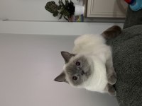 2 Yaşında Dişi Blue Point British Kedimiz