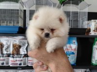 Pomeranian boo erkek yavrularımız