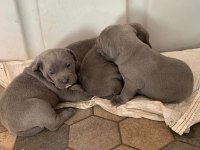 DAHA IYISI VARSA BUYRUN GORELIM SECERELI SAFKAN CANE CORSO