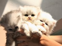 Secereli anne babanın british longhair yavruları