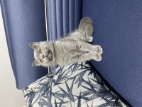 Yavru british shorthair