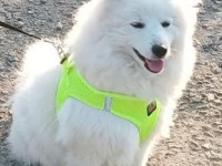 6 aylık erkek japon spitz