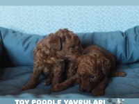 TOY POODLE YAVRULARIMIZ YENİ AİLELERİNİ BEKLİYOR
