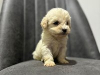 Maltipoo Adrese Teslim, Kapıda Ödeme Yapabilirsiniz