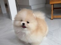 Orange Pomeranian Yavrular