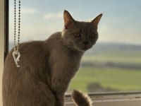 1 Yaşında British Shorthair