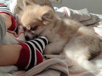 Pomeranian köpeğimiz 5 aylık
