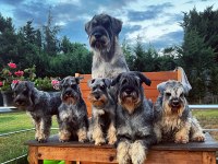 FCI şecereli Miniatute Schnauzer yavruları