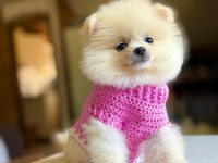 Pomeranian boo köpeği