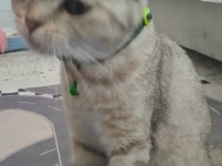 Evcil british shorthair dişi