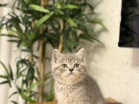 Evinizin Neşesi Brıtısh Shorthair Yavrular 