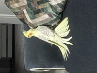 Balıkesir merkez sultan papağanı