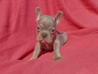 Ankara exotic french bulldog