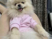 Pomeranian boo köpeği