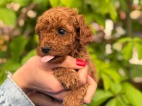A Kalite Sağlık Irk Garantili Toy Poodle Yavrularım