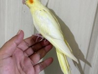 47 Günlük Kusursuz Lutino Bebek Sultan Papağanı