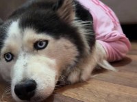 Husky köpeğimize acil yuva aranıyor