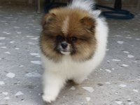 Üst Kaliteli Garantili Pomeranian Boo Dişi