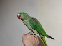 Evcil Alexander (İskender) Papağanı