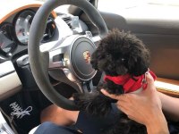 Teacup black poodle