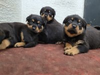 Rottweiler yavrularımız ırk garantilidir