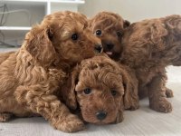 Toy Poodle Köpeği