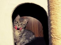 Acil sahiplendirmek istiyorum british shorthair