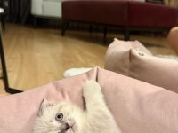 Scottish fold dişi blue point