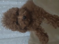 3 aylık Red poodle erkek