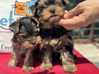 Show kalite tea cup yorkshire terrier yavrularımız