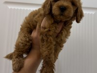 2 AYLIK POODLE YAVRULARI