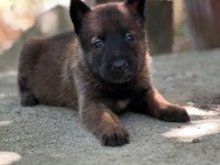Safkan Belçika Kurdu Malinois Bebekler