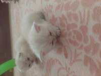 British shorthair 0-3 aylık