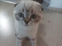 Scottish fold sıfır kulak arayan pişman olmaz uygun