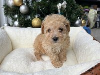 Irkının en güzel örneği orjinal maltipoo
