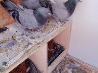 Uygun fiyat toplu güvercin
