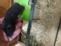 Suriye hamsterı