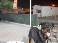 2 erkek ve 3 dişi safkan Macar Koca Kafa Rottweiler Köpekler