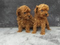 Toy poodle tatlı erkek minnaklar ruhsatlı çiftlik