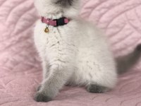 Denizli British Blue Point 2.5 aylık