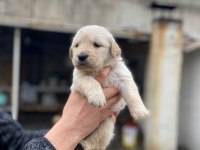 Golden retriever baby face yavrular
