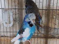 Show Jumbo Muhabbet Kuşu Çifti Kuluçka Hazırlığındalar