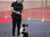 Frizbi dereceli anneden ve babadan border collie yavrular
