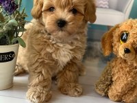 DÜNYA TATLISI F2 MALTİPOO YAVRULARI